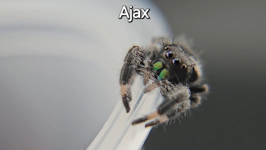 Ajax - Male Regal
