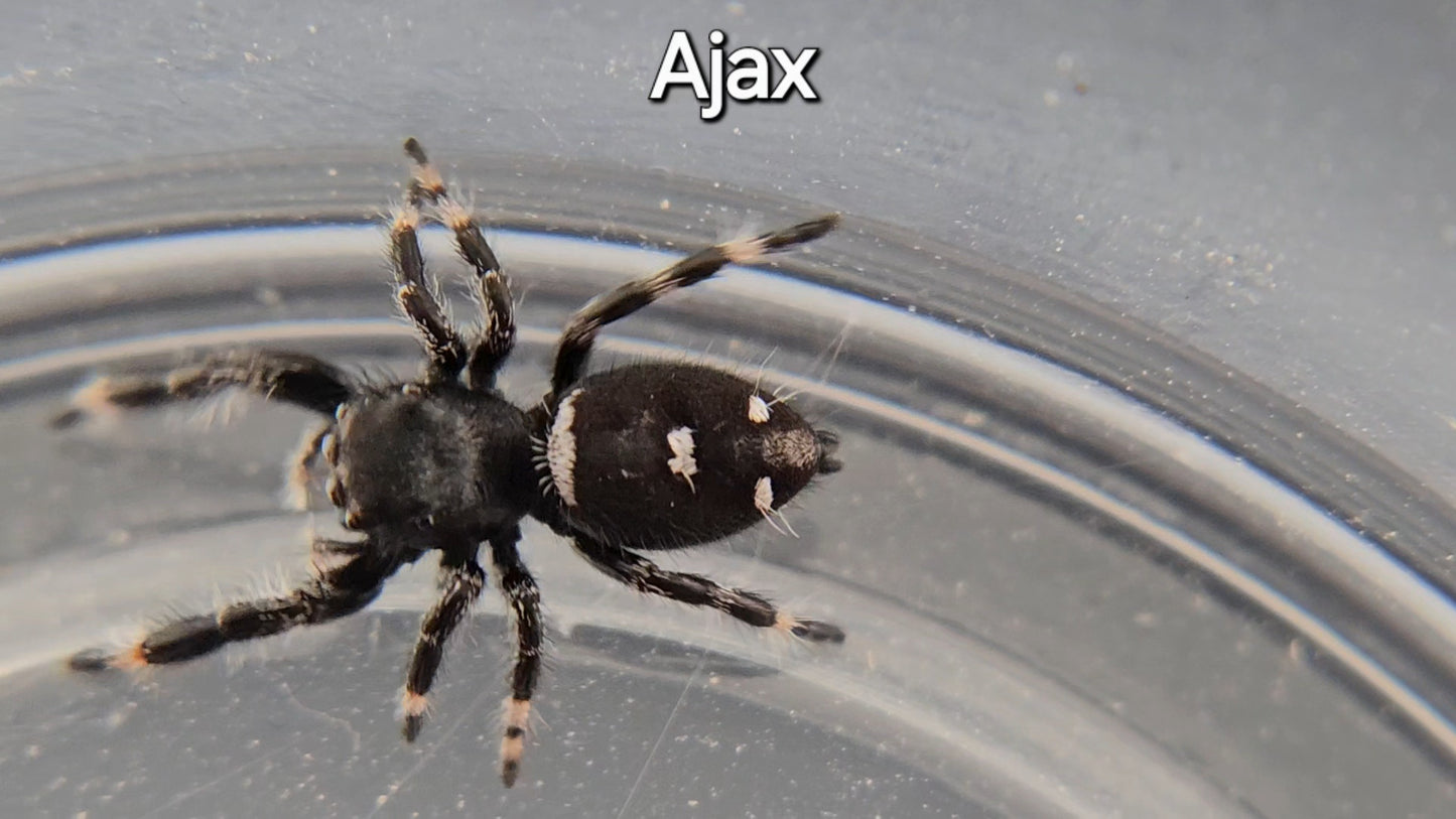 Ajax - Male Regal