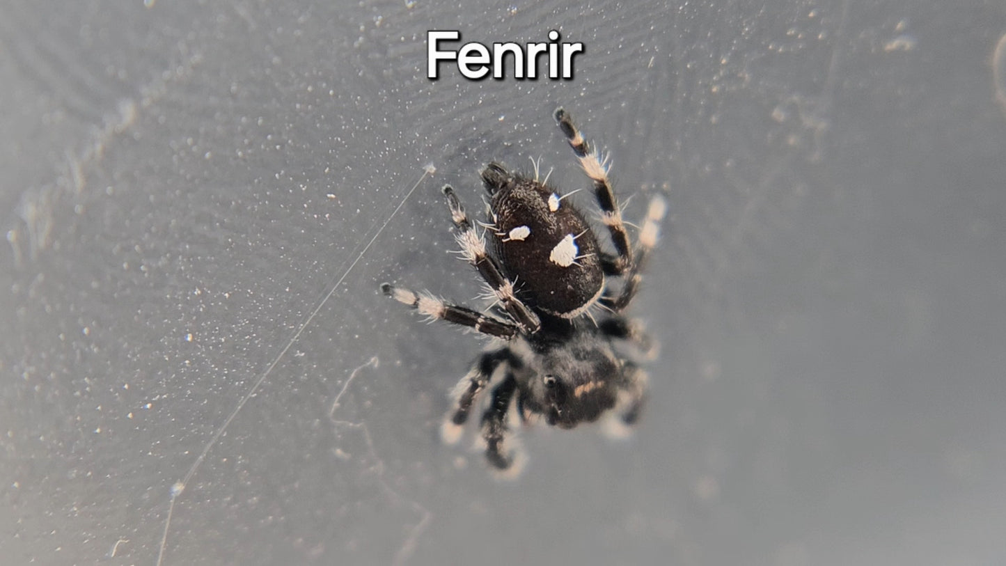 Fenrir - Male Regal
