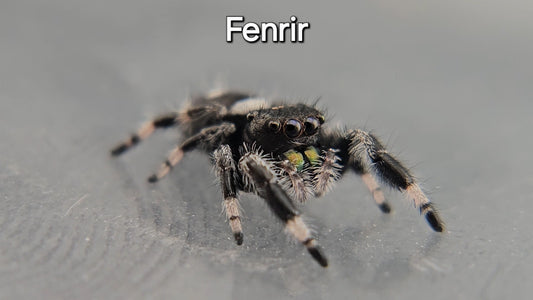Fenrir - Male Regal
