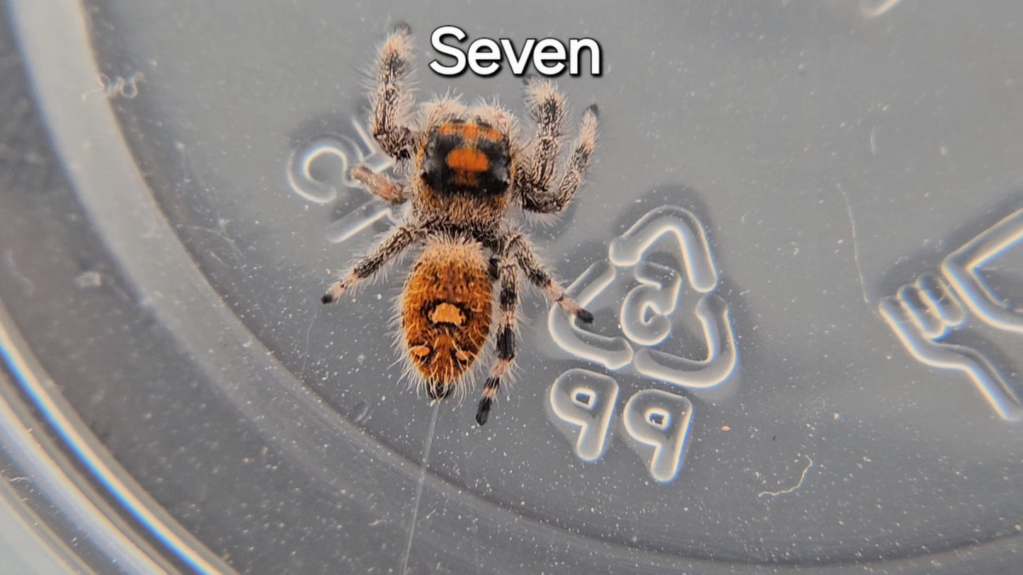 Seven (missing a leg temporarily) - Female Regal