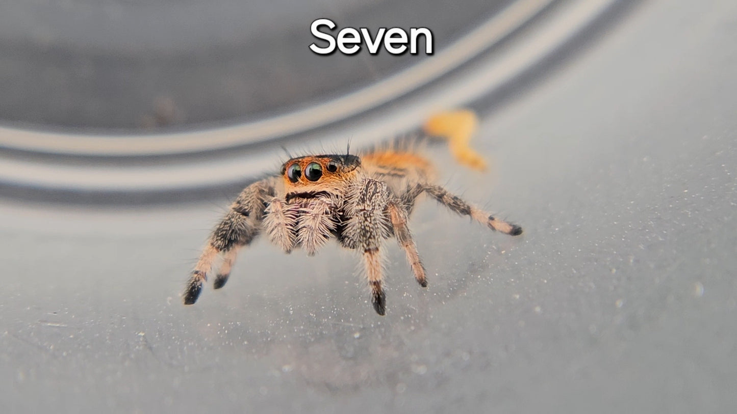 Seven (missing a leg temporarily) - Female Regal