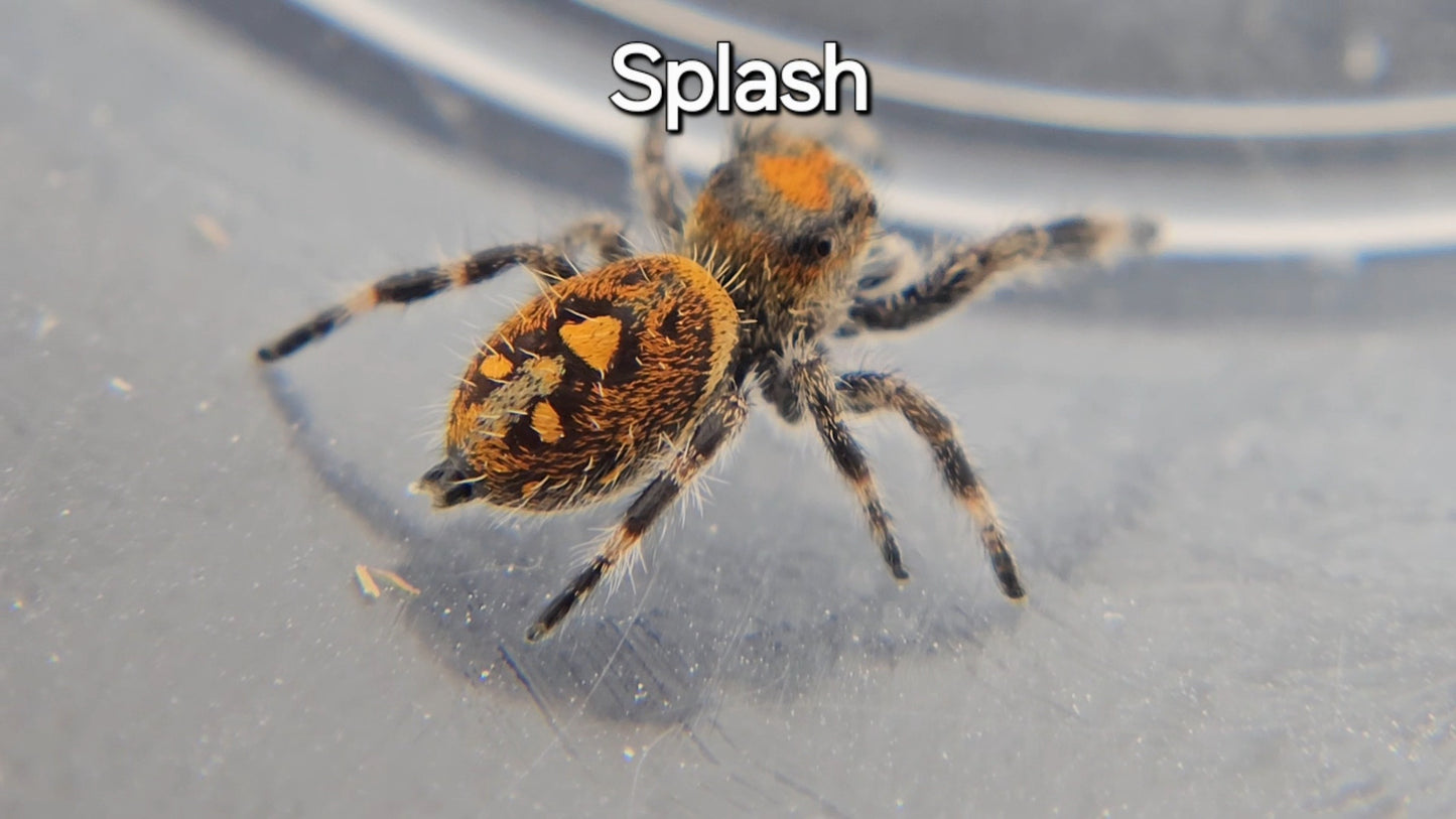Splash - Female Regal