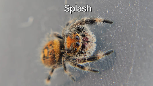 Splash - Female Regal