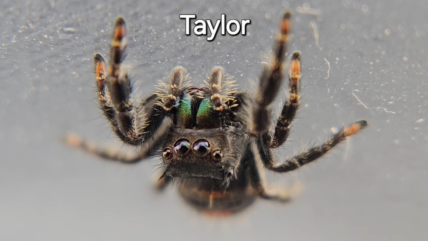 Taylor - Unsexed Bold (Phidippus audax)