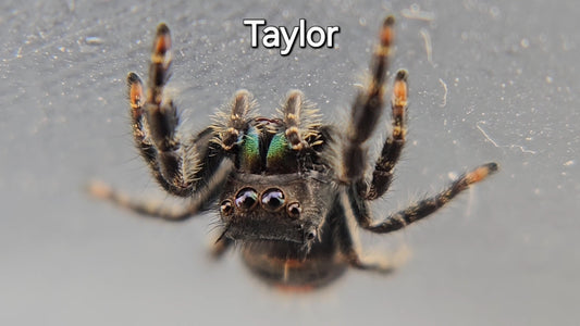 Taylor - Unsexed Bold (Phidippus audax)