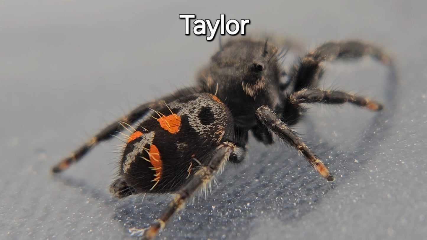 Taylor - Unsexed Bold (Phidippus audax)