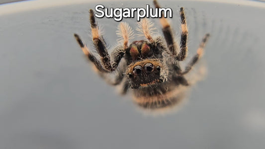 Sugarplum - Female Regal