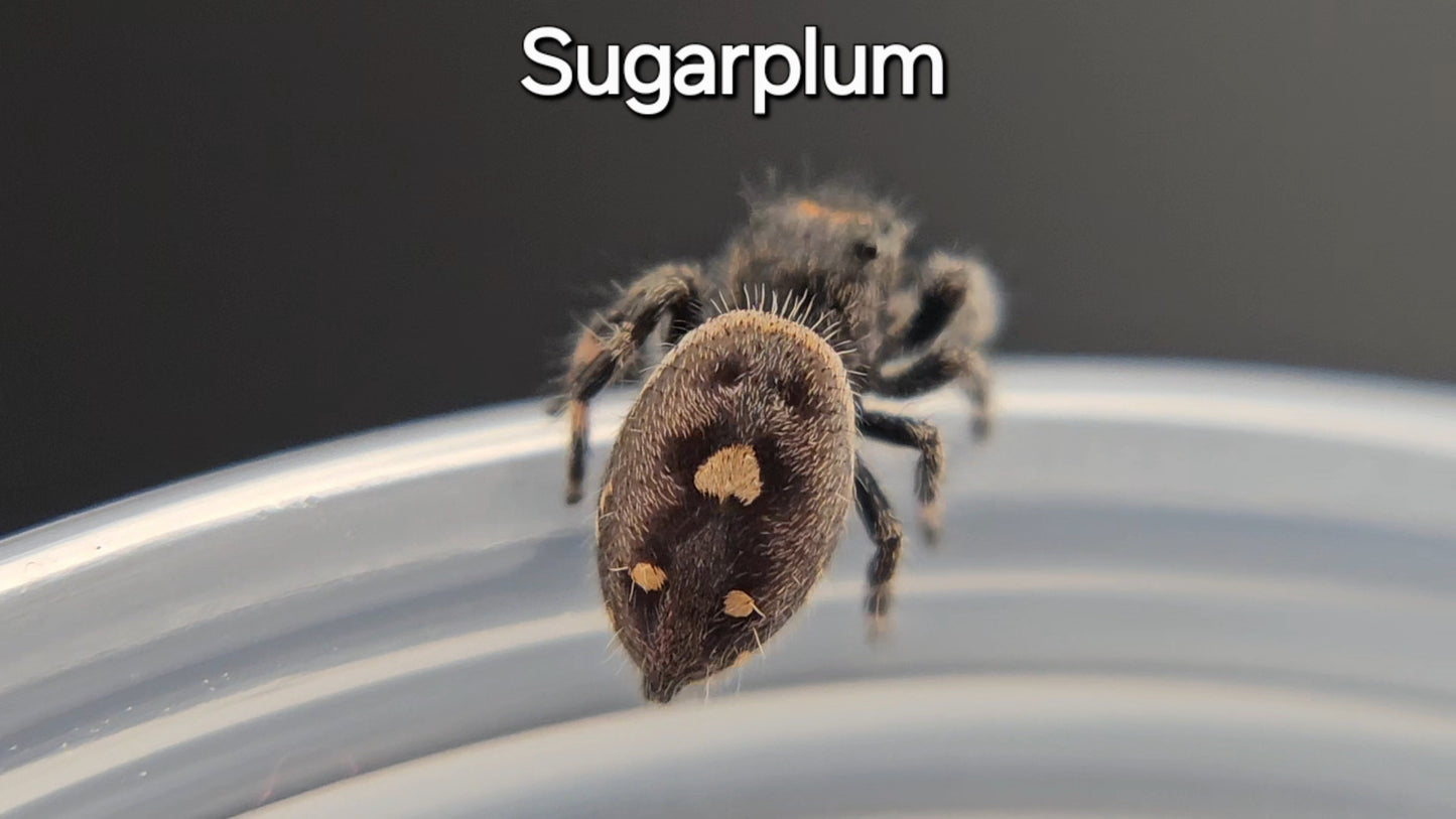 Sugarplum - Female Regal