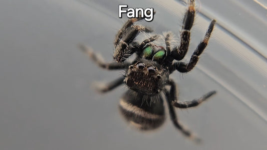 Fang - Male Regal