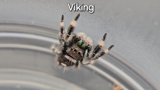 Viking - Male Regal