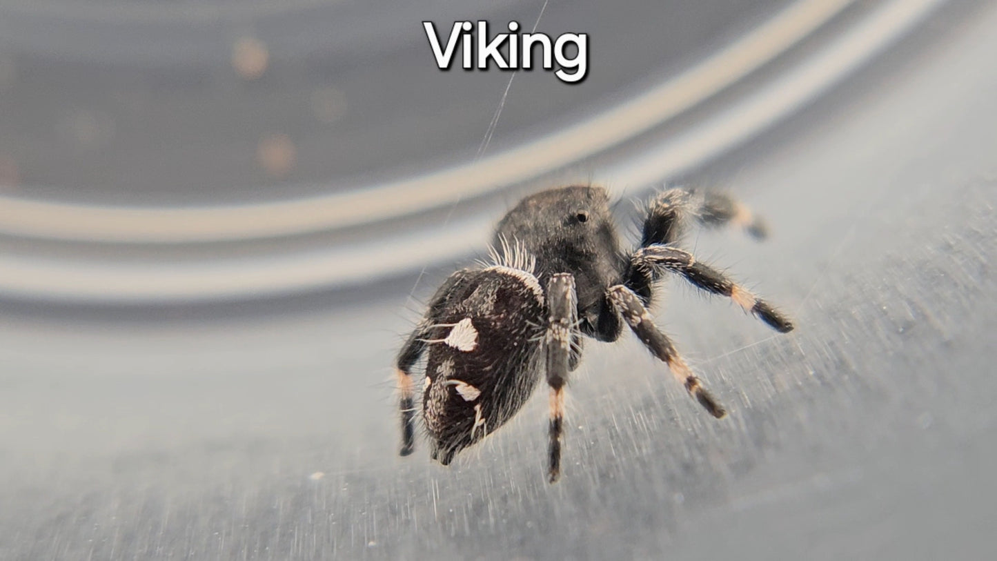 Viking - Male Regal