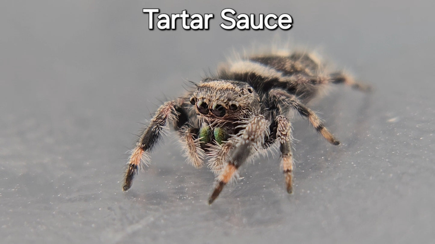 Tartar Sauce - Suspected Male Regal
