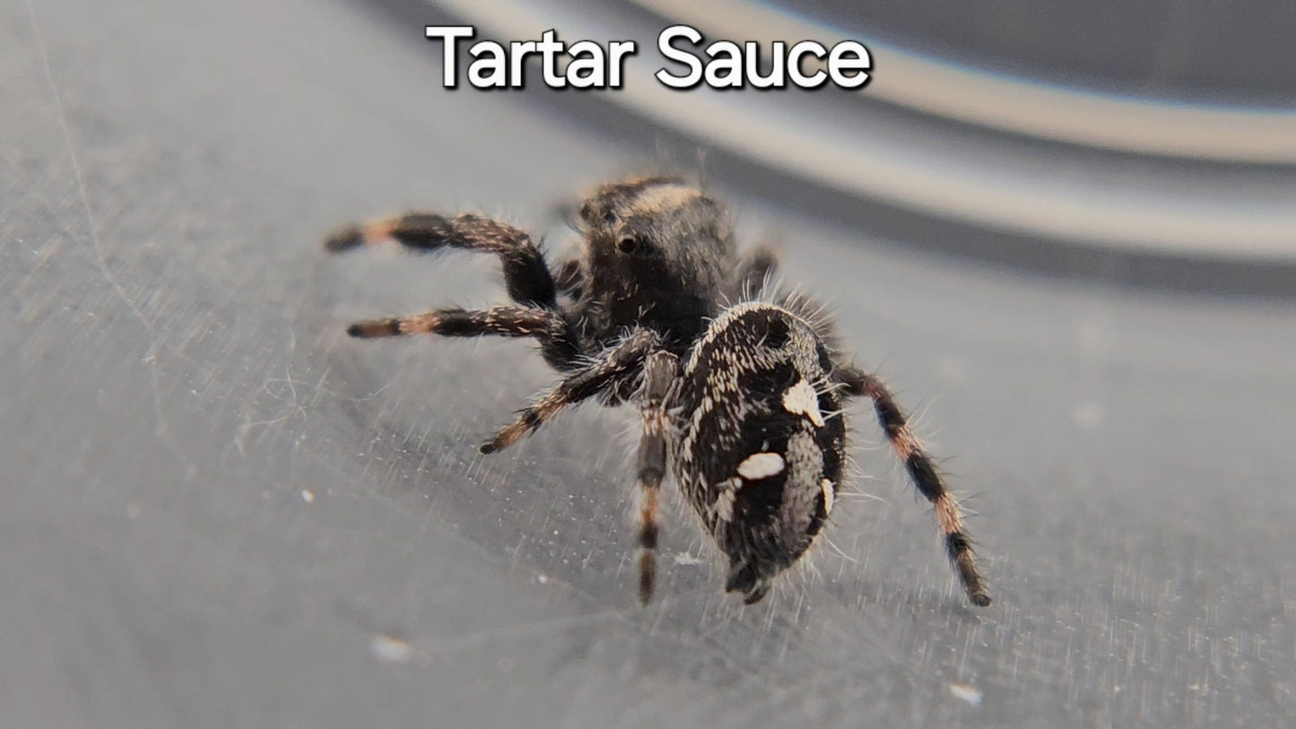 Tartar Sauce - Suspected Male Regal