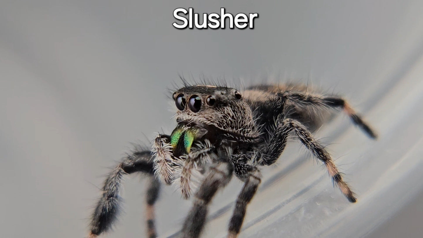 Slusher - Suspected Male Regal