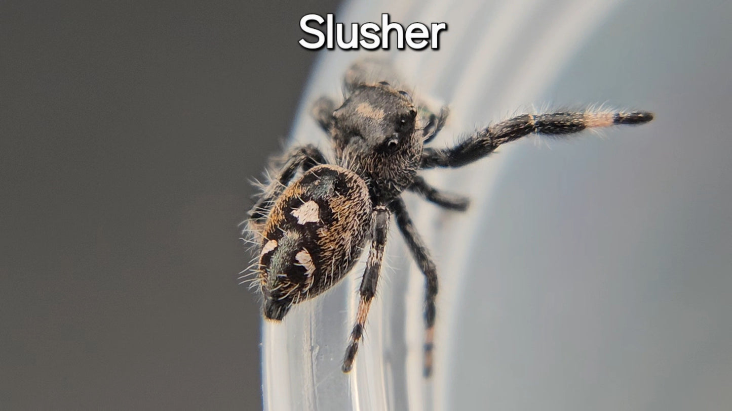 Slusher - Suspected Male Regal