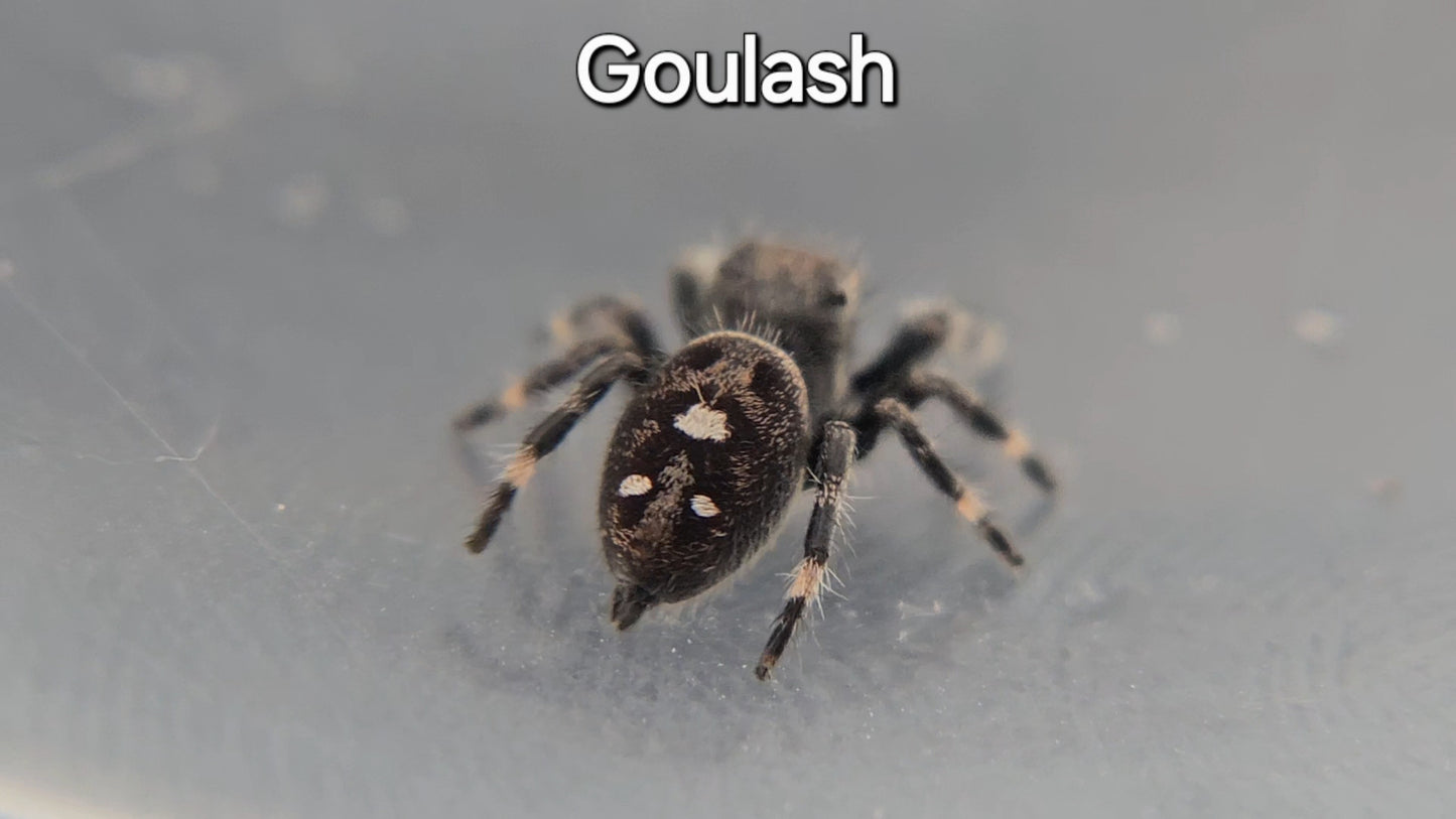 Goulash - Male Regal
