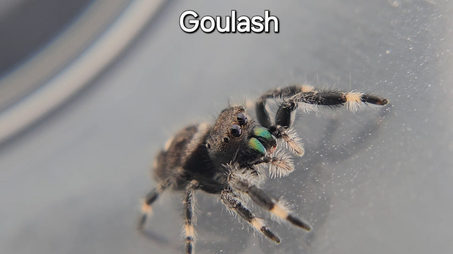 Goulash - Male Regal