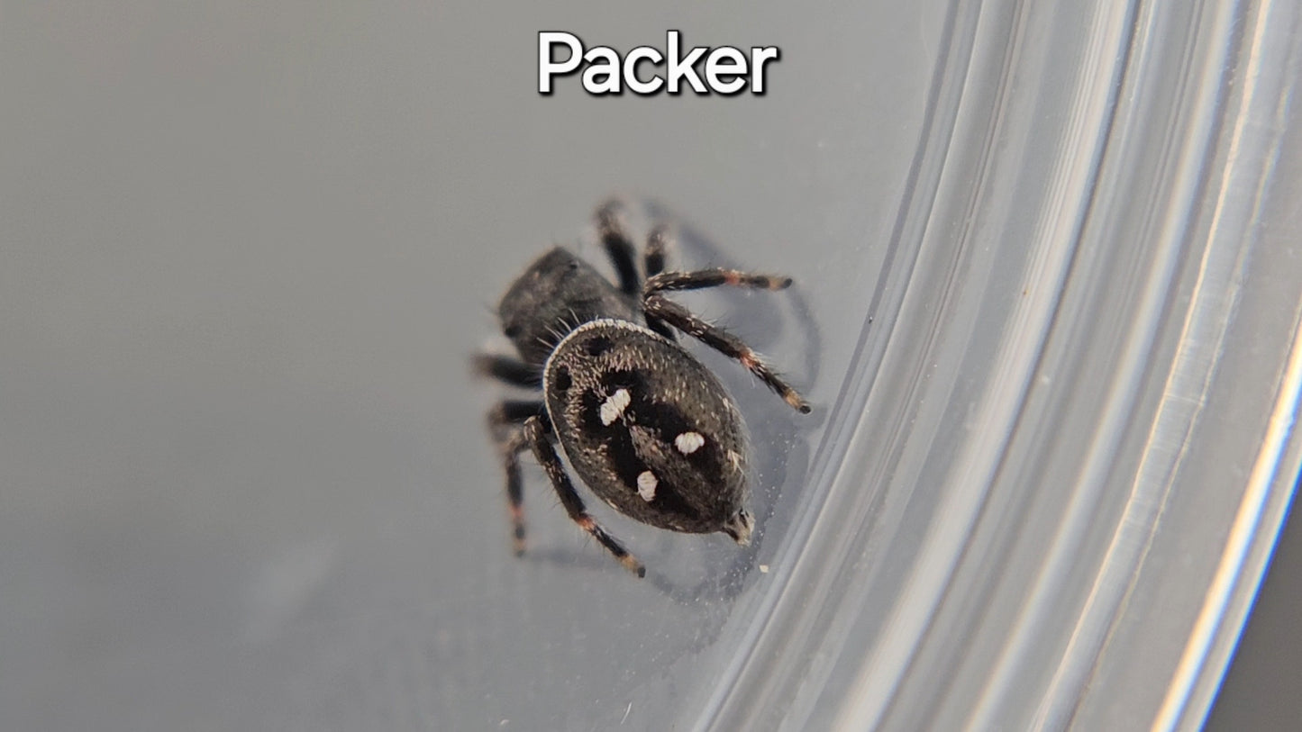 Packer - Male Regal