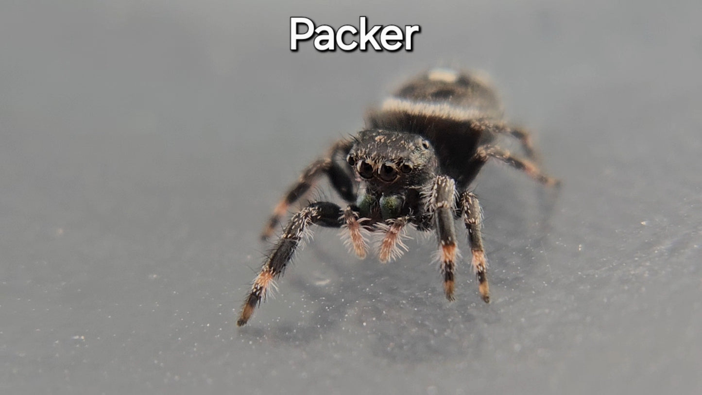 Packer - Male Regal