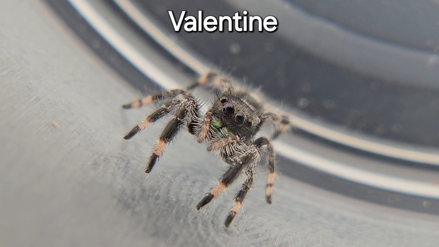 Valentine - Male Regal