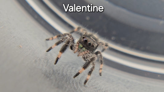 Valentine - Male Regal
