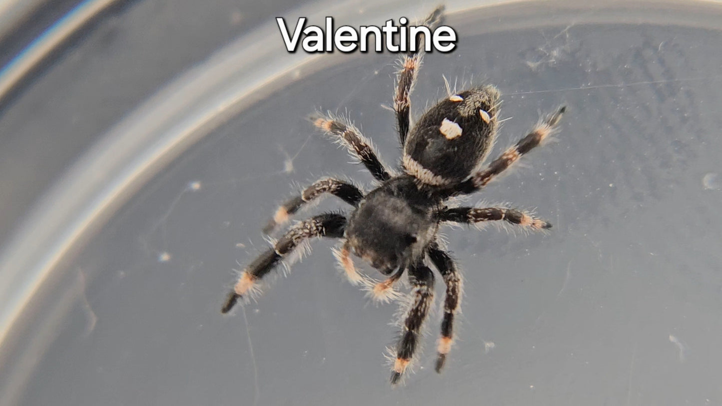 Valentine - Male Regal