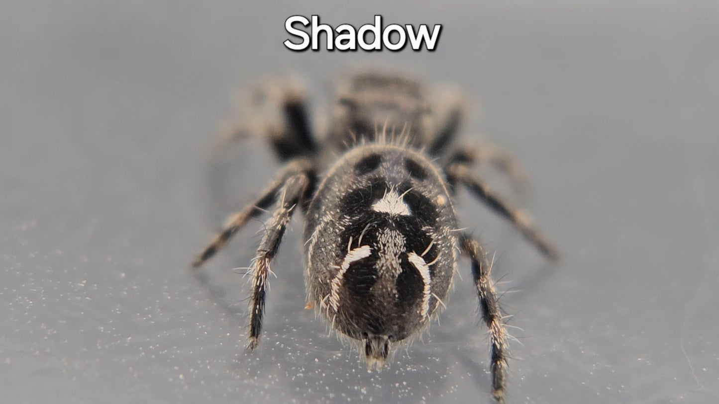 Shadow - Male Regal
