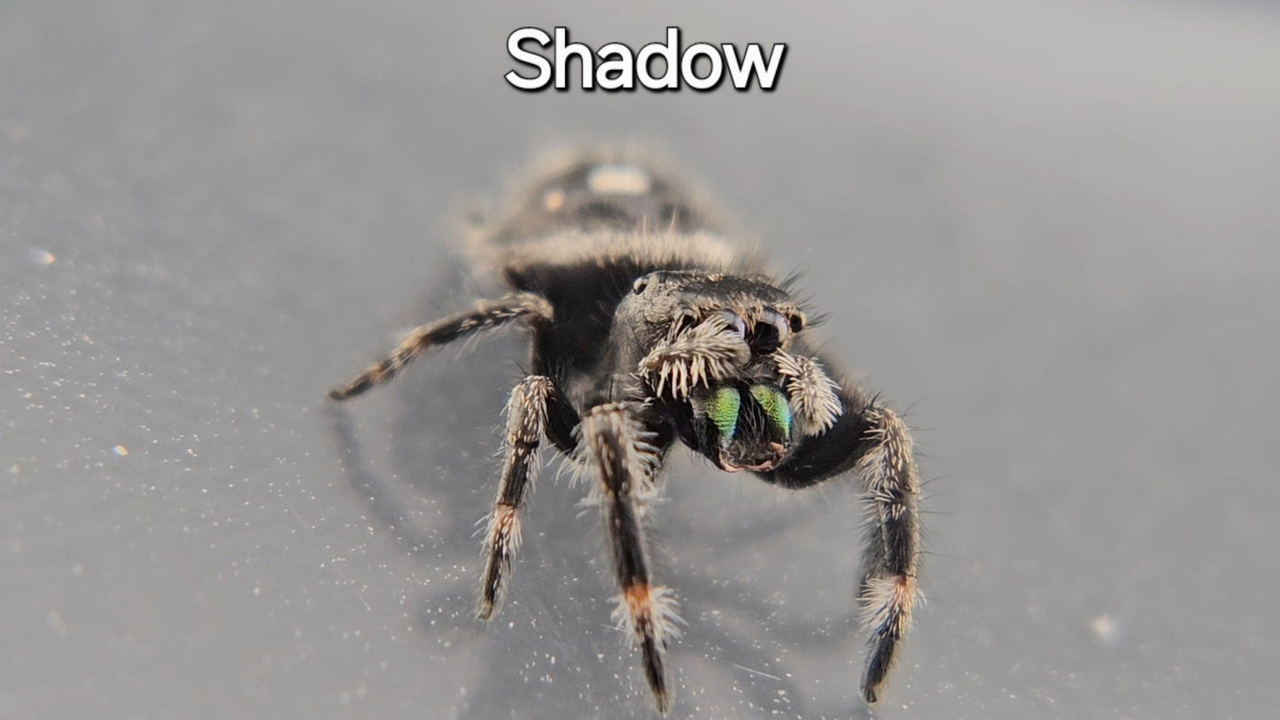 Shadow - Male Regal