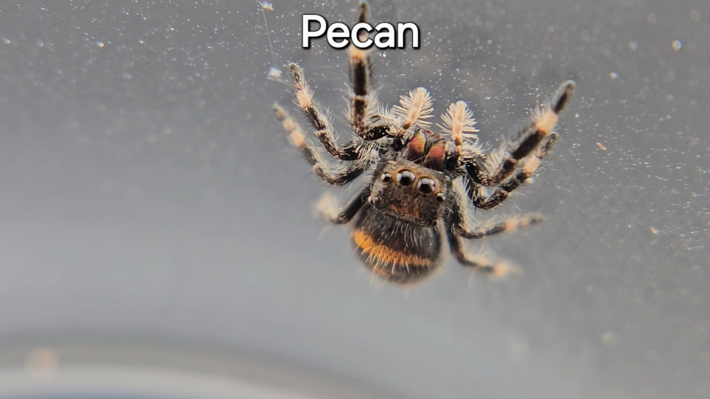 Pecan - Female Regal