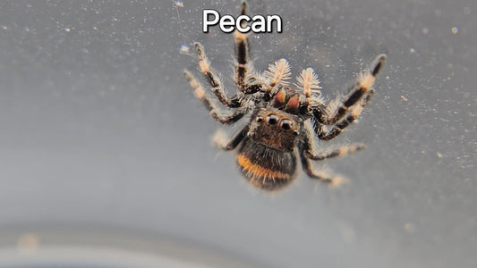 Pecan - Female Regal
