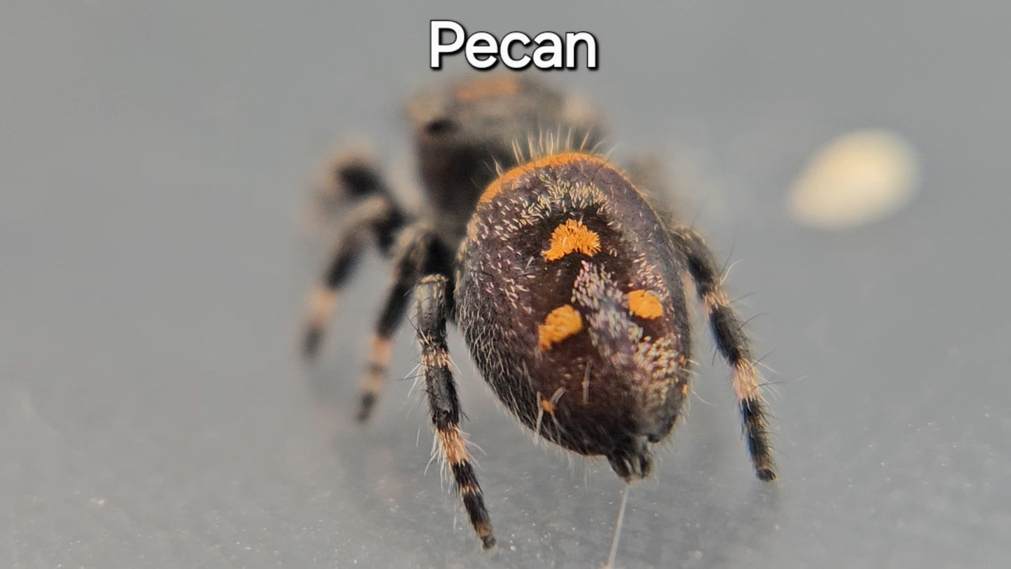 Pecan - Female Regal