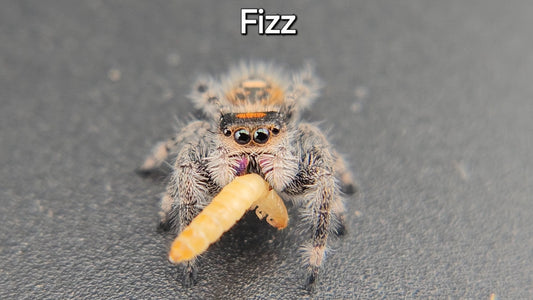 Fizz - Female Regal
