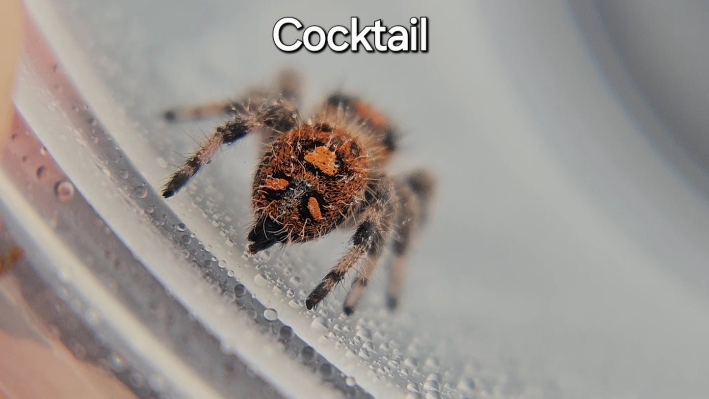 Cocktail - Female Regal