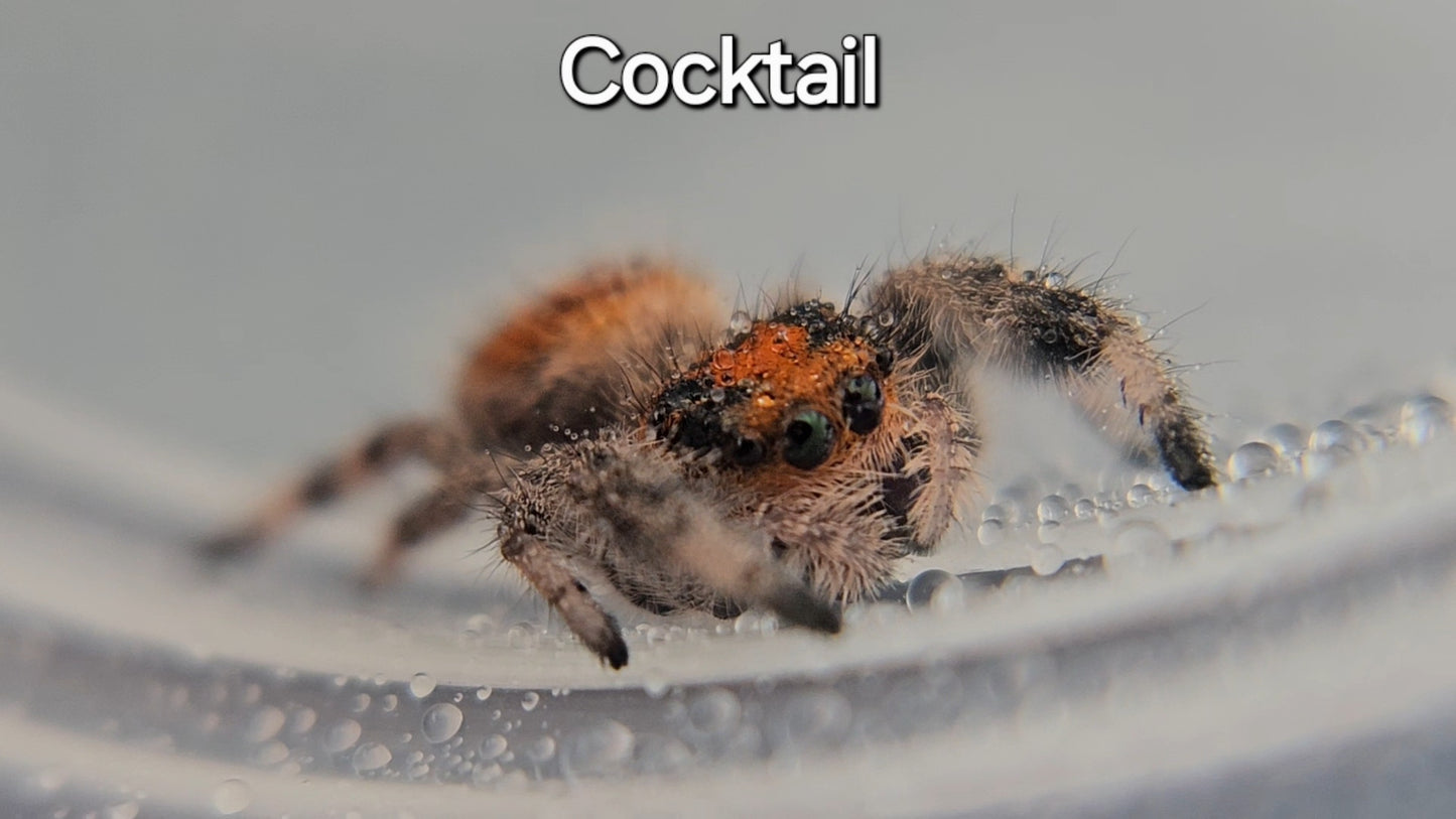 Cocktail - Female Regal