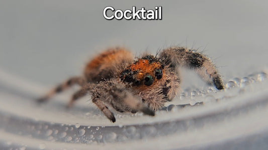 Cocktail - Female Regal