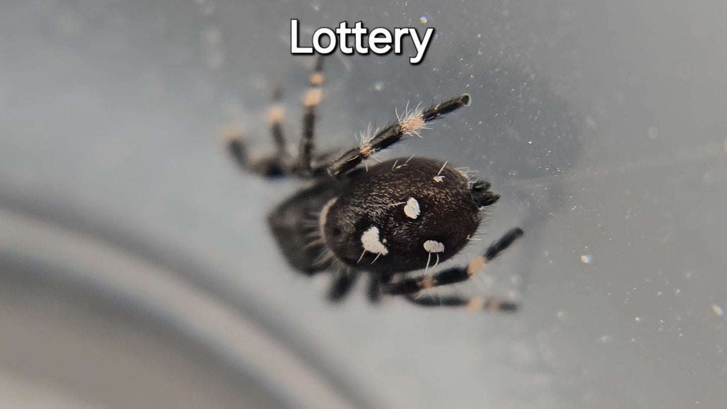 Lottery - Male Regal