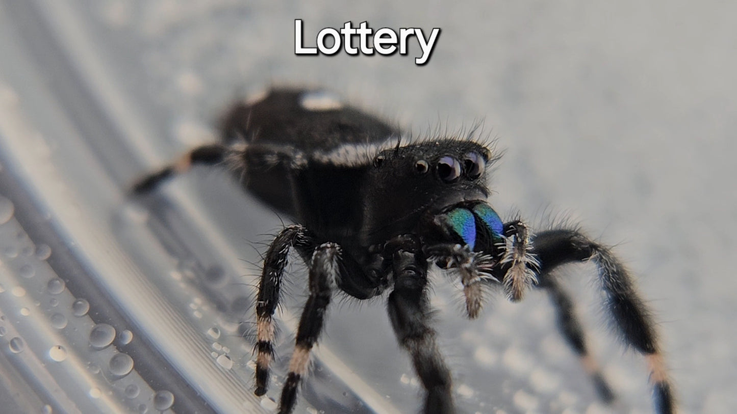Lottery - Male Regal