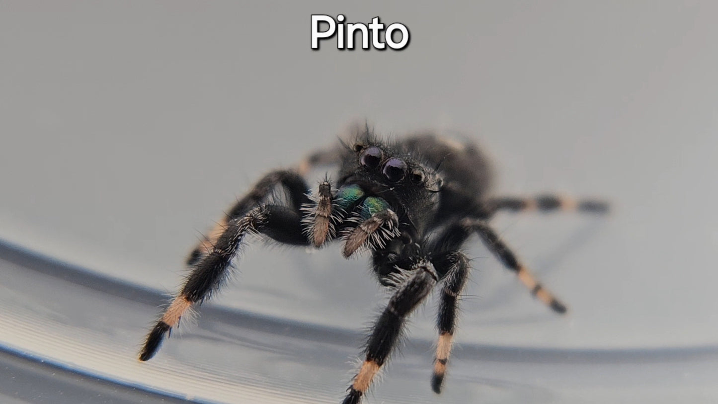 Pinto - Male Regal
