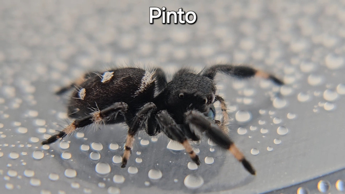 Pinto - Male Regal