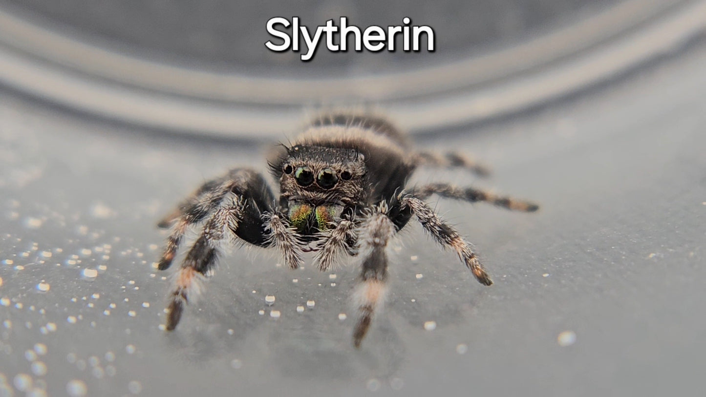 Slytherin - Male Regal
