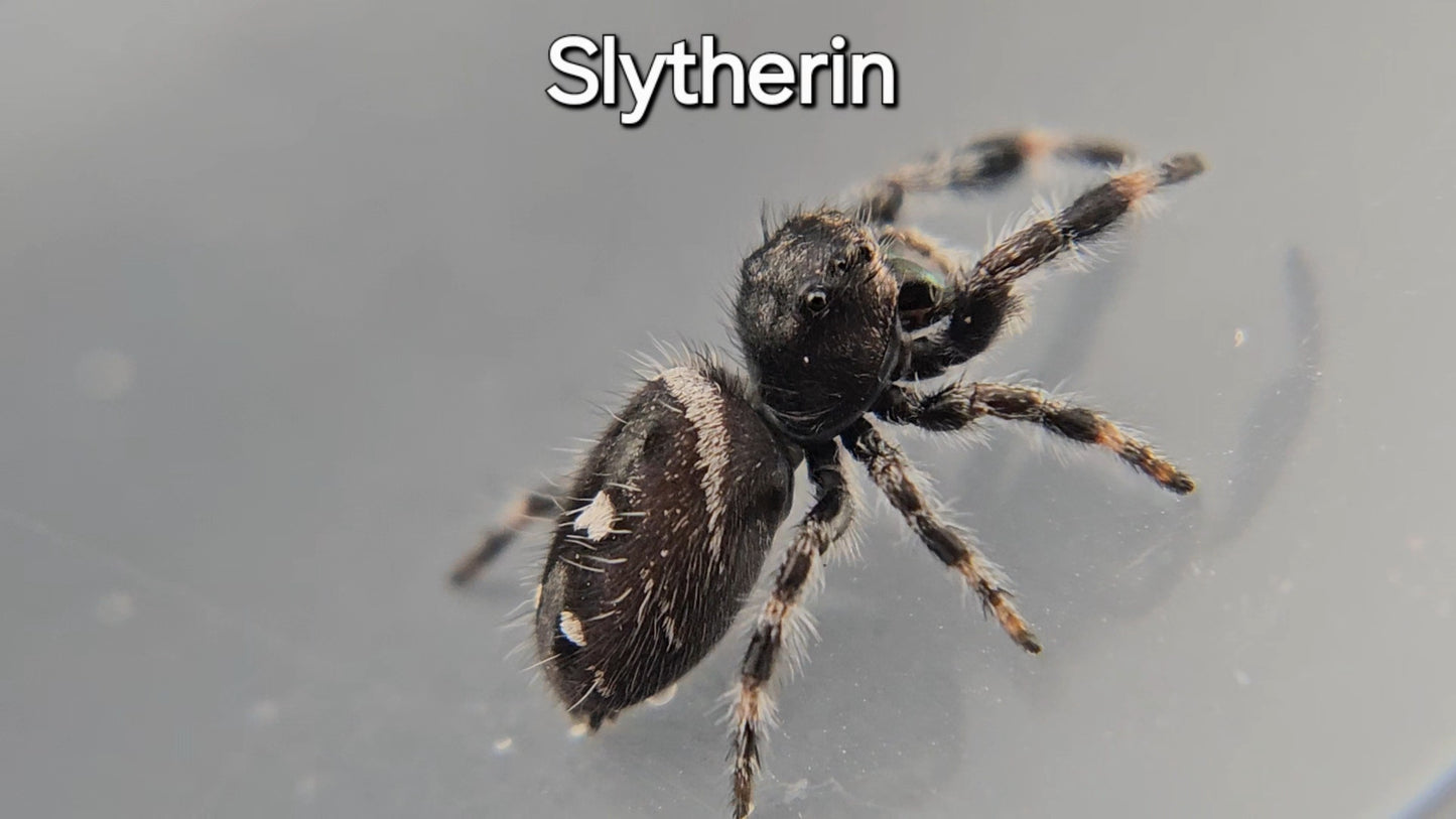 Slytherin - Male Regal
