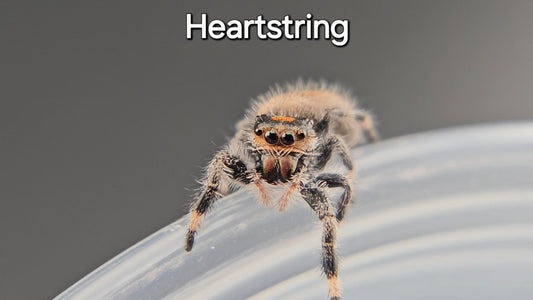Heartstring - Female Regal