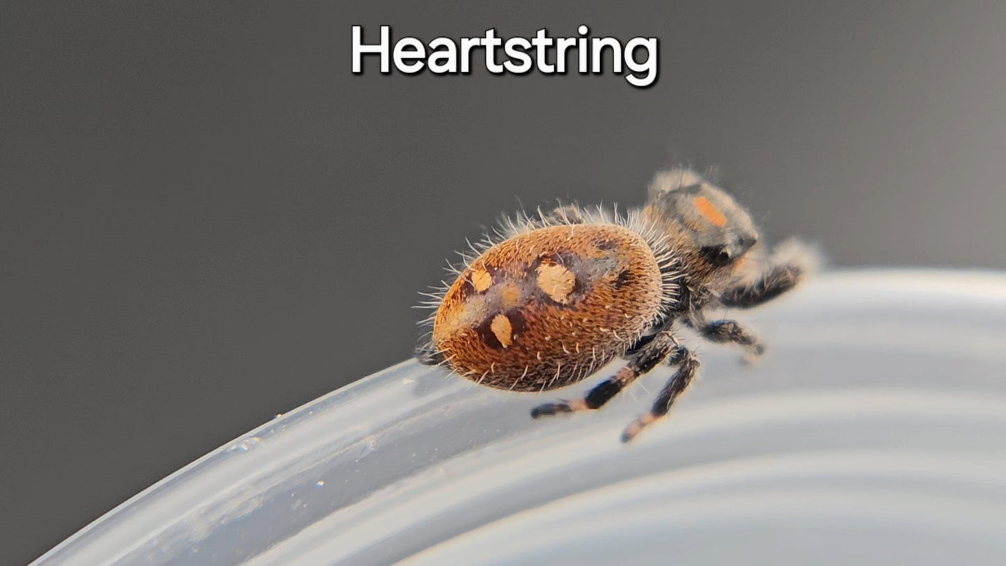 Heartstring - Female Regal