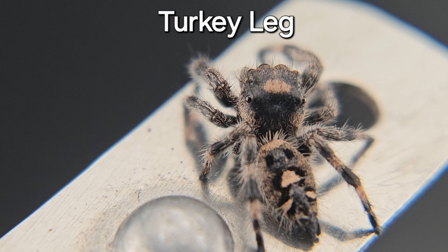 Turkey Leg - Female Regal