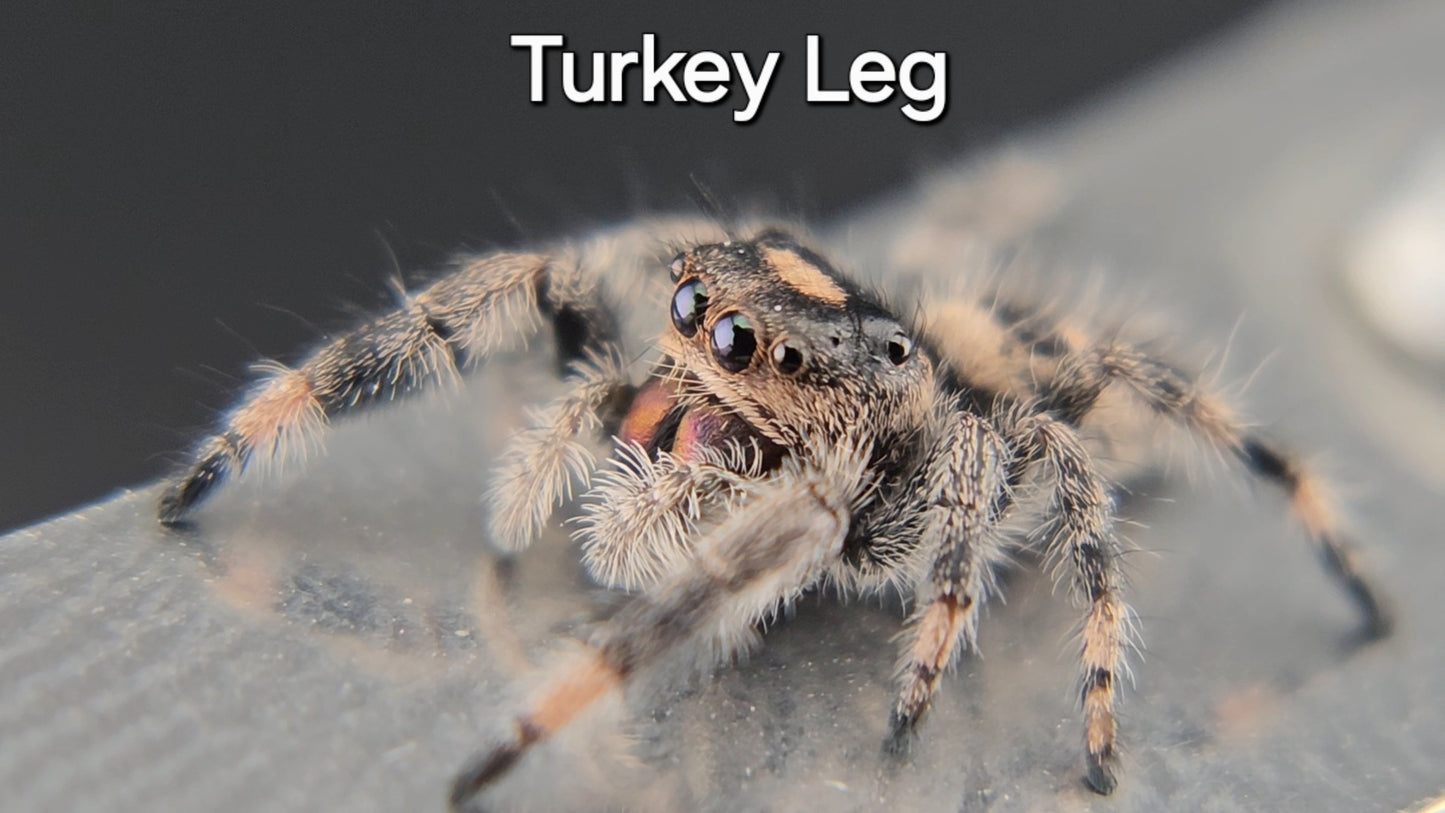 Turkey Leg - Female Regal