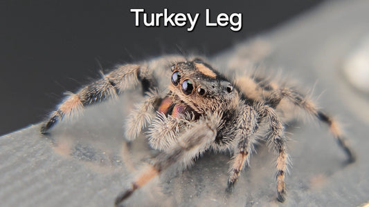 Turkey Leg - Female Regal