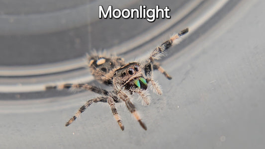 Moonlight - Unsexed Regal