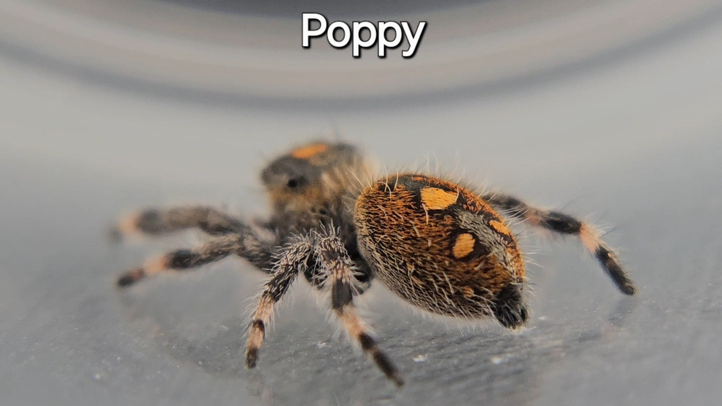 Poppy - Female Regal