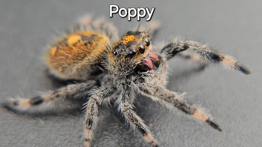 Poppy - Female Regal